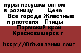 куры несушки.оптом 160 в розницу 200 › Цена ­ 200 - Все города Животные и растения » Птицы   . Пермский край,Красновишерск г.